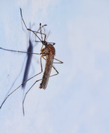 Malattie infettive, nuovi territori per le specie di zanzare note come vettori di malattie umane